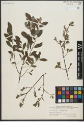 Foto von Salix repens L. x Salix starkeana Willd.